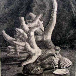 Leonardo Castellani, Frutti di Mare